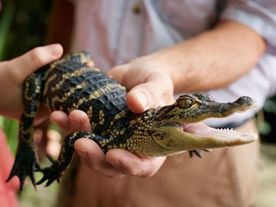 Guests holding baby alligator at Gaylord Palms