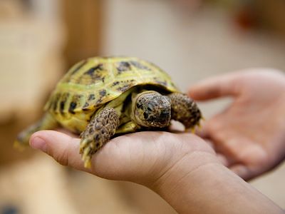 Hand holding turtle