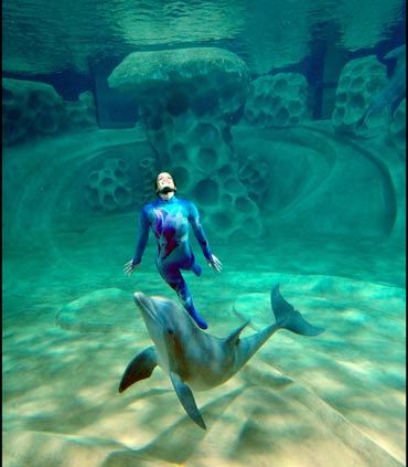 Dolphin Tales Georgia Aquarium