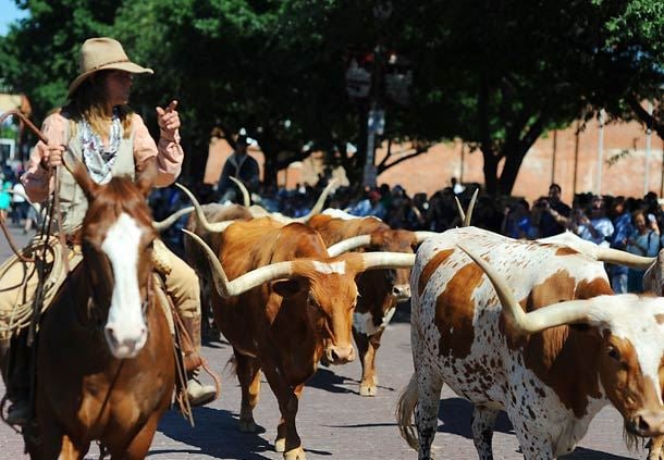 Fort Worth Stockyards - Cattle Drive