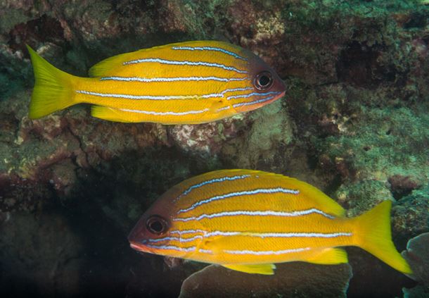 Five-Lined Snapper