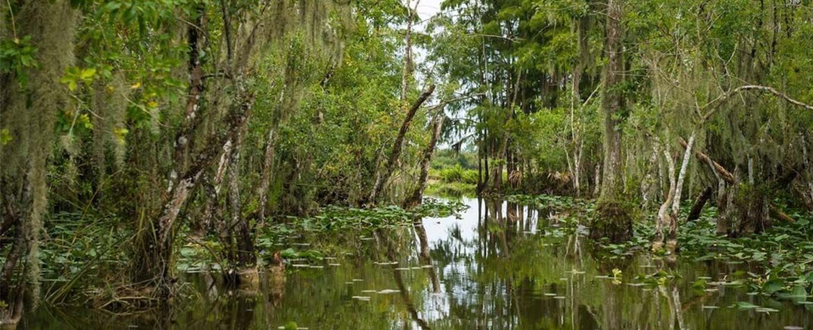 Everglades Excursion