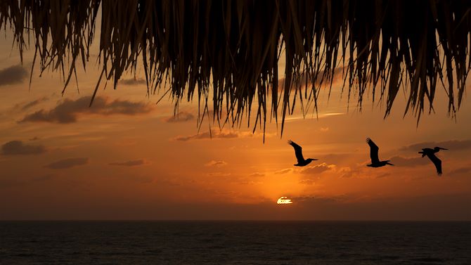 pelican sunset